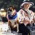 Carriage Dog Class